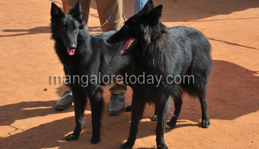 Dog show in Mangalore